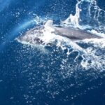 Sunset sailing trip on the Lagoon of Tahiti - Why This Tour Stands Out