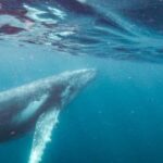 Sunshine Coast: Humpback Whale Cruise And Swim - An Overview of the Experience