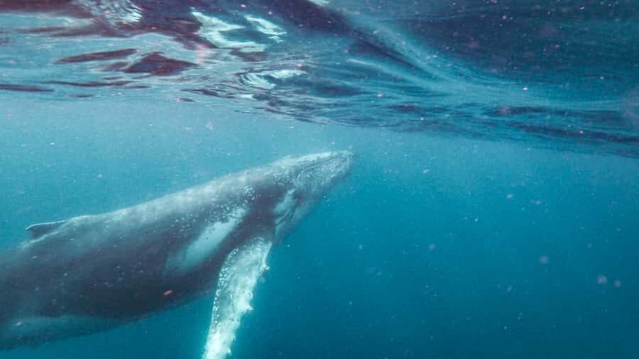 Sunshine Coast: Humpback Whale Cruise And Swim - An Overview of the Experience