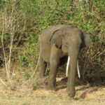 Super Luxury Jeep Safari at Yala National Park - Authentic Insights from Reviewers