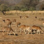 Sure Shot Tiger Viewing: Half-Day Panna National Park Jeep Safari - Who Is This Tour Best For?