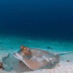 Surin Islands: Diving Day Trip from Khao Lak - In-Depth Breakdown of the Itinerary