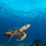 Surin Islands: Diving Day Trip from Khao Lak - Value and Overall Experience