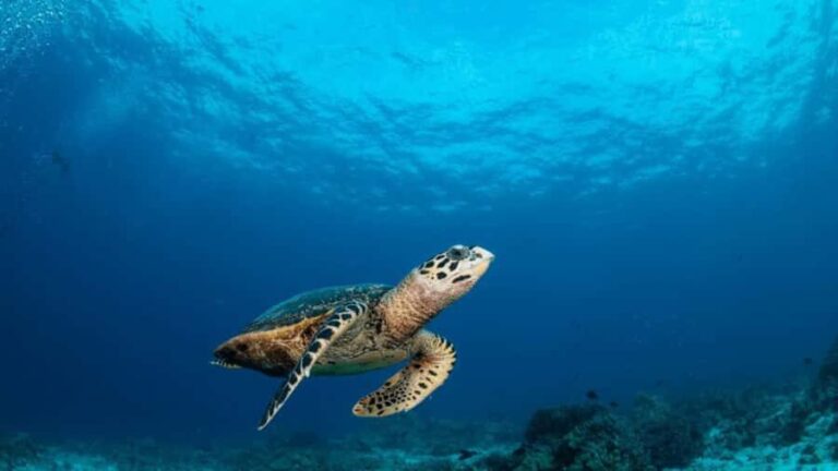 Surin Islands: Diving Day Trip from Khao Lak - Value and Overall Experience