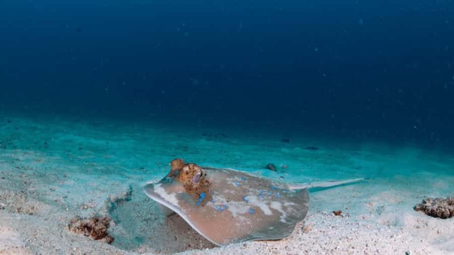 Surin Islands: Diving Day Trip from Khao Lak - In-Depth Breakdown of the Itinerary