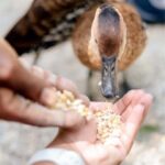 Swamp Safari and Rose Hall Great House Day Tour - Practical Details and Value