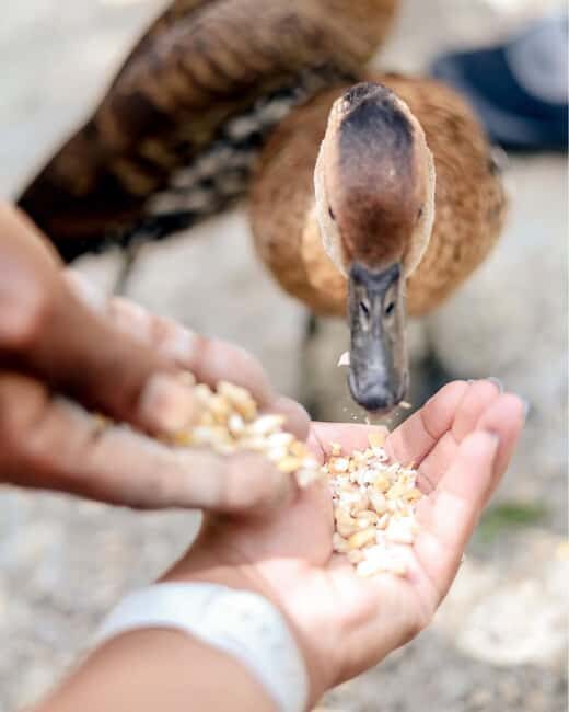 Swamp Safari and Rose Hall Great House Day Tour - Practical Details and Value