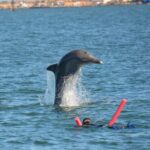 Swim With The Dolphins Experience in Bunbury Australia - The Tour Experience: What You Can Expect