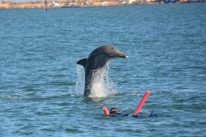 Swim With The Dolphins Experience in Bunbury Australia - The Tour Experience: What You Can Expect