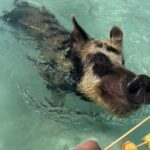 Swim with the Pigs Freeport @Creative Eco Adventures - What to Expect During Your Tour
