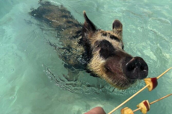 Swim with the Pigs Freeport @Creative Eco Adventures - What to Expect During Your Tour