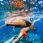 Swim With The Turtles Rarotonga - Final Thoughts