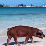 Swimming Pigs, Snorkeling and Beach Tour in Nassau Bahamas - Authentic Traveler Insights
