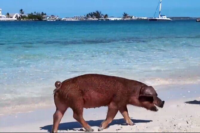 Swimming Pigs, Snorkeling and Beach Tour in Nassau Bahamas - Authentic Traveler Insights