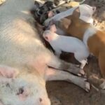 Swimming Pigs, Turtles & Reef Snorkel in Nassau-Champion Tours - The Sum Up