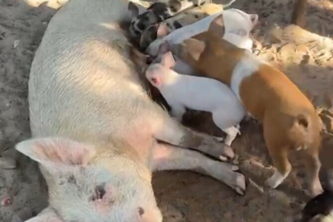 Swimming Pigs, Turtles & Reef Snorkel in Nassau-Champion Tours - The Sum Up