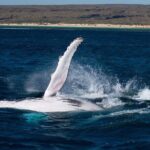 Swimming with the Whale Sharks - Ningaloo Reef (Exmouth) - What Reviewers Love Most