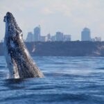 Sydney: 2.5-Hour Discovery Whale Watching Tour by Catamaran - Practical Tips for a Great Experience