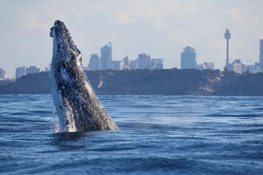 Sydney: 2.5-Hour Discovery Whale Watching Tour by Catamaran - Practical Tips for a Great Experience