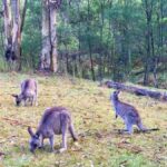 Sydney: Blue Mountains Private Wildlife Adventure Tour - A Closer Look at the Itinerary and Experience