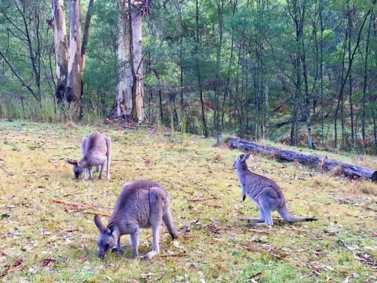 Sydney: Blue Mountains Private Wildlife Adventure Tour - A Closer Look at the Itinerary and Experience