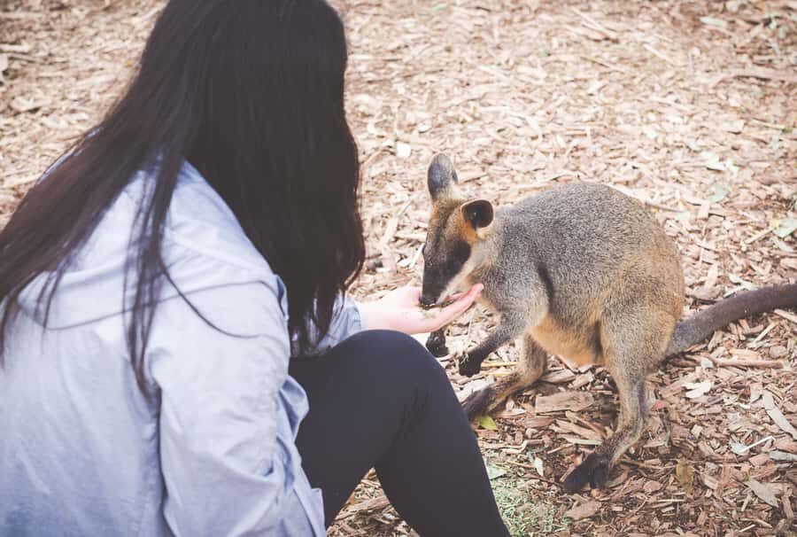 Sydney: Blue Mountains Wildlife & Bushwalk Small-Group Tour - Practicalities and Value