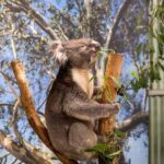 Sydney: Featherdale Wildlife Park Private Tour - The Itinerary in Detail