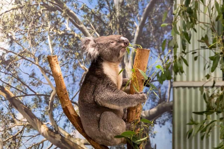 Sydney: Featherdale Wildlife Park Private Tour - The Itinerary in Detail