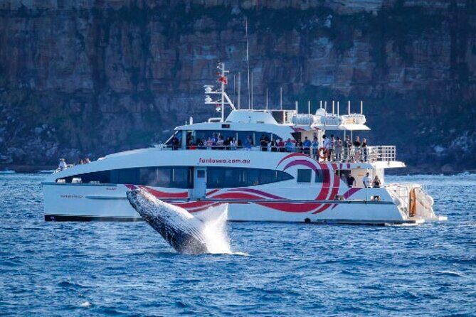Sydney Harbour Whale Watching Experience - Why This Tour Works for Different Types of Travelers