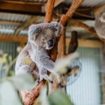 Sydney: Jervis Bay Tour with Beaches, Koalas & Kangaroos - Practical Details and What to Expect