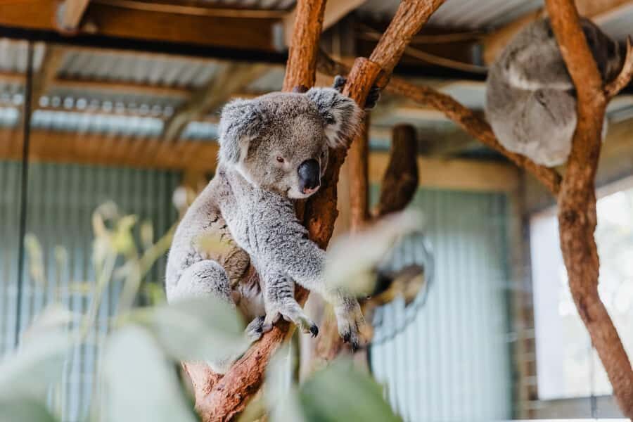 Sydney: Jervis Bay Tour with Beaches, Koalas & Kangaroos - Practical Details and What to Expect