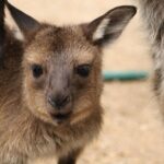 Sydney Opera House and Aussie Animals Private Tour - Value and Price Analysis
