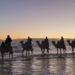 Sydney: Port Stephens Private Day Tour - What to Expect from the Tour Experience