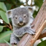 Sydney: Reptile Park and Mario Kart Battle Day Trip - The Mario Kart Battle: A Playful Competition