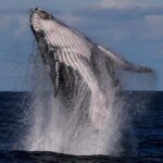 Sydney: Scenic Whale Watching Cruise - Whales Guaranteed - The Itinerary: What to Expect?