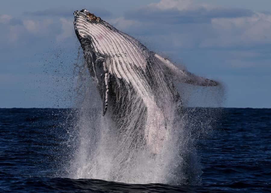 Sydney: Scenic Whale Watching Cruise - Whales Guaranteed - The Itinerary: What to Expect?