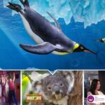 Sydney: Ultimate City Pass for 4 Attractions with Skywalk - The Sum Up: Who Is This Pass Best For?