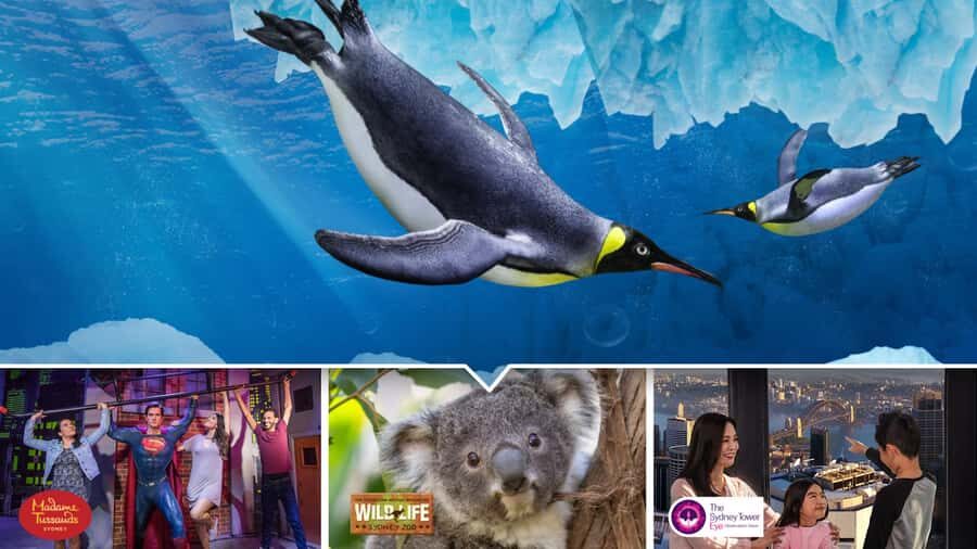 Sydney: Ultimate City Pass for 4 Attractions with Skywalk - The Sum Up: Who Is This Pass Best For?