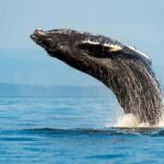 Sydney: Whale Watching Adventure Cruise - What’s Included & How the Day Unfolds