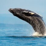Sydney Whale Watching Adventure Cruise - Final Thoughts