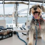 Sydney's 1st Dog Friendly Harbour Cruise: Dogs on Deck - An Authentic Look at the Dogs on Deck Harbour Cruise