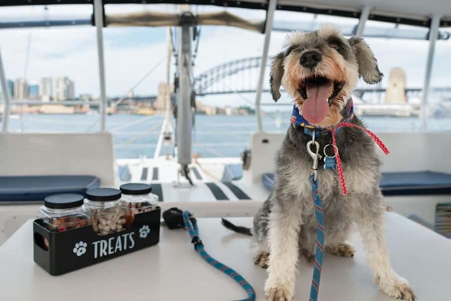 Sydney's 1st Dog Friendly Harbour Cruise: Dogs on Deck - An Authentic Look at the Dogs on Deck Harbour Cruise