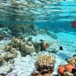 Tahaa Excursion in Electric Paddle Snorkeling Coral Garden - What Makes It Unique?