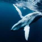 Tahiti island: Whale watching Experience - Why This Tour Offers Great Value