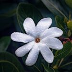 Tahiti, Private Day Tour, An A la Carte Experience - Stop 1: Pointe Venus