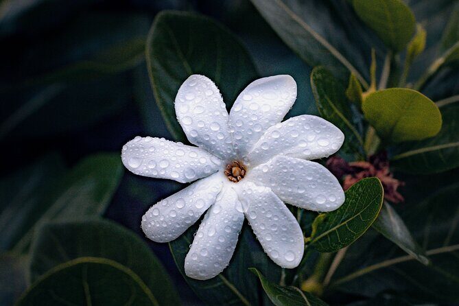 Tahiti, Private Day Tour, An A la Carte Experience - Stop 1: Pointe Venus  