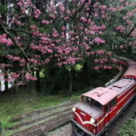 Taichung: Alishan National Scenic Area and Fenqihu Tour - The Charm of Fenqihu Old Town