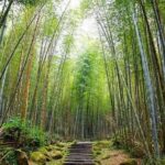 Taichung: Xitou Forest, Lukang, and Rainbow Village Tour - Practical Details and Tips for the Day