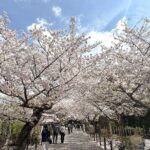 Tailored private Walking Tour in Kamakura with a Local Guide - Who Is This Tour Perfect For?