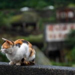 Taipei: Jiufen,Shifen & Houtong Cat Village Private Day Tour - What Makes This Tour Stand Out?